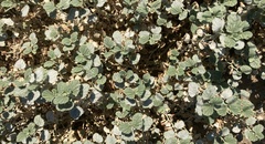 Malvella leprosa