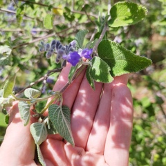 Salvia keerlii