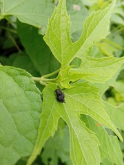 Wagneriana