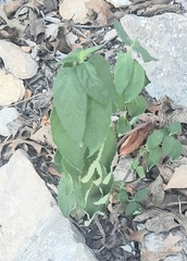Acalypha ostryifolia