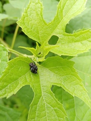 Wagneriana