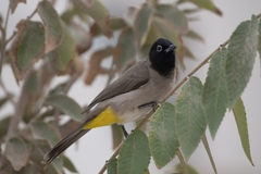 Pycnonotus xanthopygos