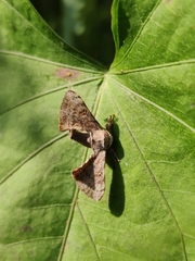 Lepidoptera