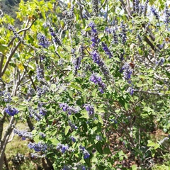 Salvia keerlii