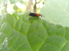 Rhodobaenus