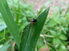 Lemini