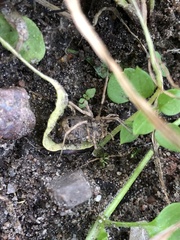 Odiellus spinosus