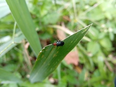 Lemini