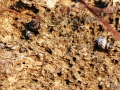 Littorininae