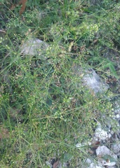 Cyclospermum leptophyllum