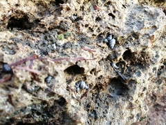 Littorininae