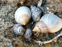 Littorininae