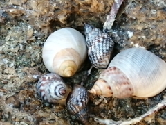 Littorininae