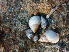 Littorininae