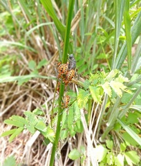 Pachylis nervosus