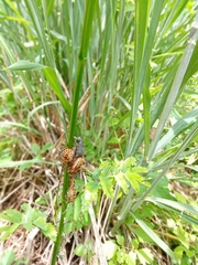 Pachylis nervosus