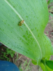 Diabrotica balteata