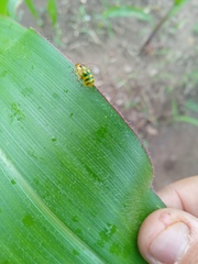Diabrotica balteata