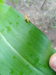 Diabrotica balteata