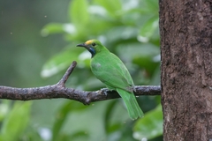 Chloropsis aurifrons