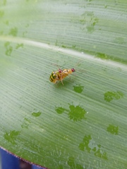 Diabrotica balteata