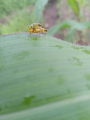 Diabrotica balteata