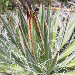 Agave schidigera