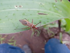 Zelus grassans