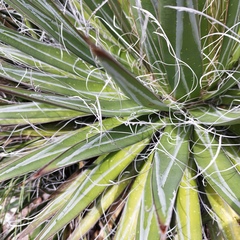 Agave schidigera