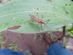 Zelus grassans
