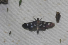 Desmia subdivisalis