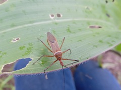 Zelus grassans
