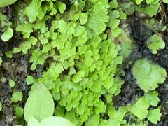 Cyathodium cavernarum