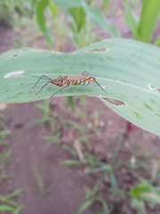 Zelus grassans