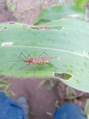 Zelus grassans