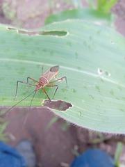Zelus grassans
