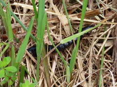 Carabina