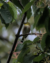 Zosterops japonicus