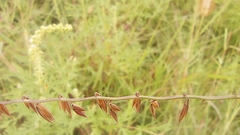 Bouteloua curtipendula