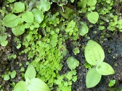 Cyathodium cavernarum