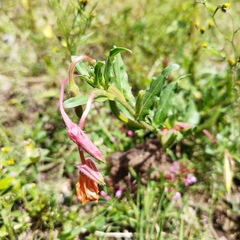 Oenothera pubescens
