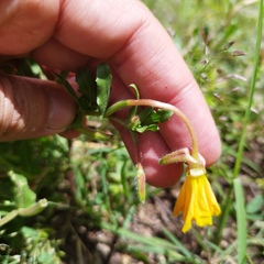 Oenothera pubescens