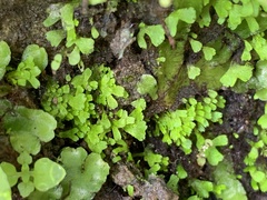 Cyathodium cavernarum