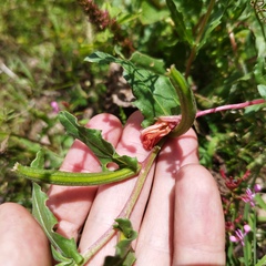 Oenothera pubescens