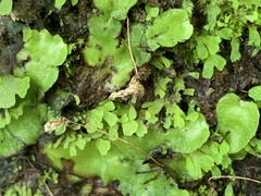 Cyathodium cavernarum