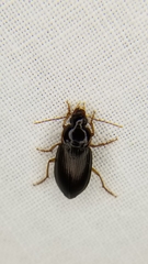 Notiobia terminata