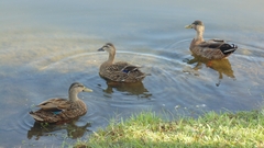 Anas platyrhynchos × fulvigula