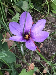 Crocus sativus