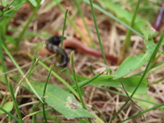 Carabina