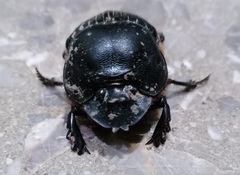 Dichotomius carolinus